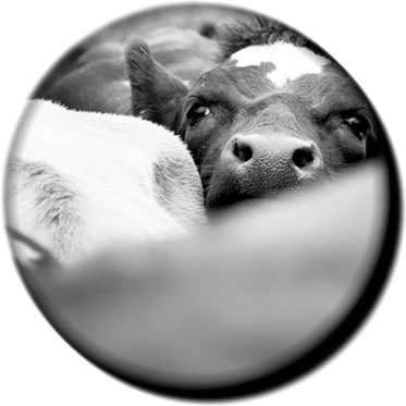 Livestock